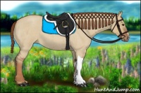 Horse Color:Red Dun Roan 