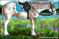 Horse Color:White Spotted Chestnut 