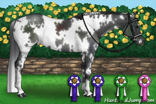 Horse Color:White Spotted Black 