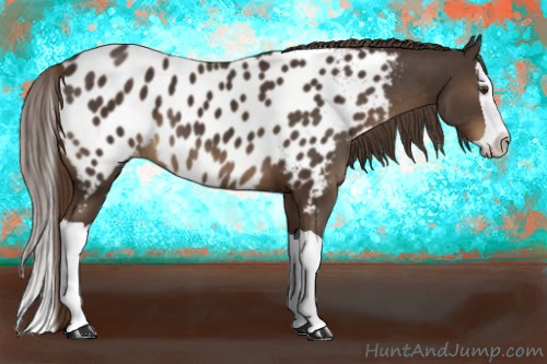 Horse Color:Liver Chestnut Splash Appaloosa