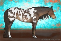 Horse Color:Liver Red Roan Sabino Appaloosa 