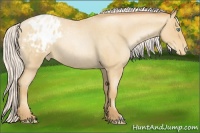 Horse Color:Silver Amber Champagne Roan Pearl Varnish 