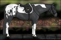 Horse Color:Black Tobiano Blanket 