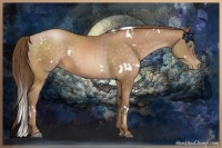 Horse Color:White Spotted Brown Pearl 