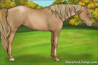 Horse Color:Liver Chestnut Pearl 