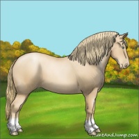 Horse Color:Gold Champagne Pearl