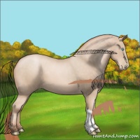 Horse Color:Buckskin Pearl 