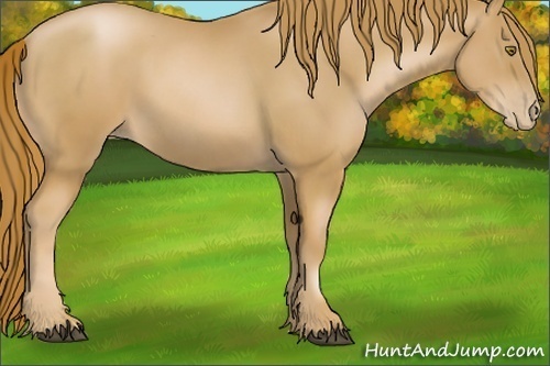 Horse Color:Chestnut Pearl 