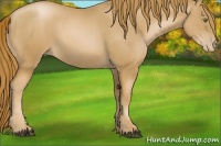 Horse Color:Chestnut Pearl