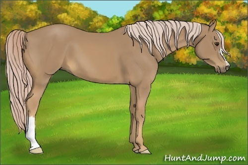 Horse Color:Palomino