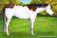 Horse Color:Gray Bay Splash Rabicano