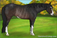 Horse Color:Gray Brown Sabino Rabicano