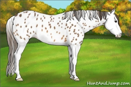 Horse Color:Buckskin Splash Appaloosa 