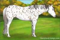 Horse Color:Buckskin Splash Appaloosa 