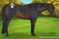 Horse Color:Brown Appaloosa 