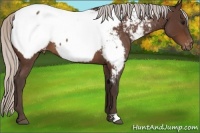 Horse Color:Silver Bay Roan Near Fewspot 