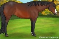 Horse Color:Bay Frame