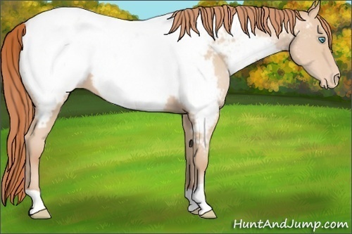Horse Color:Buckskin Pearl Appaloosa 