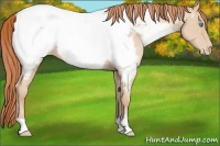 Horse Color:Buckskin Pearl Appaloosa 