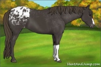 Horse Color:Smoky Black Appaloosa 