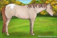 Horse Color:Buckskin Pearl Appaloosa 