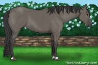 Horse Color:Smoky Grullo 