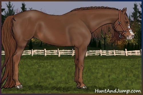 Horse Color:Chestnut Splash Frame