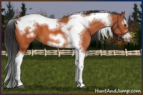 Horse Color:Bay Splash Tobiano Frame