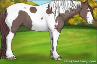 Horse Color:Chocolate Grullo Sabino Tobiano 