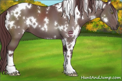 Horse Color:White Spotted Chocolate Black