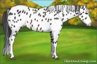 Horse Color:Brown Sabino Splash Appaloosa