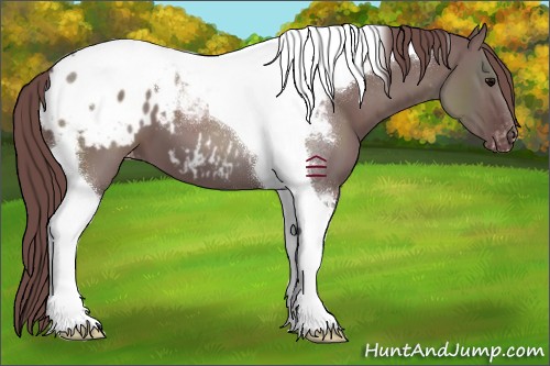 Horse Color:Chocolate Grullo Sabino Tobiano Appaloosa 