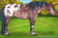 Horse Color:Painted Plaid  White Spotted Bay Appaloosa 
