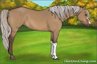 Horse Color:Silver Bay Dun 