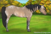 Horse Color:Bay Ice Dun Sabino 