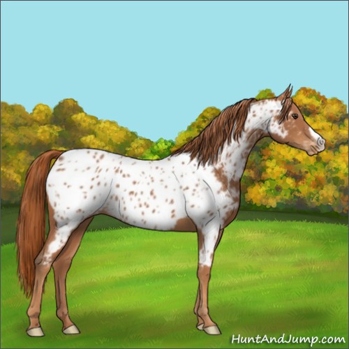 Horse Color:Chestnut Near Leopard