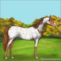 Horse Color:Chestnut Near Leopard