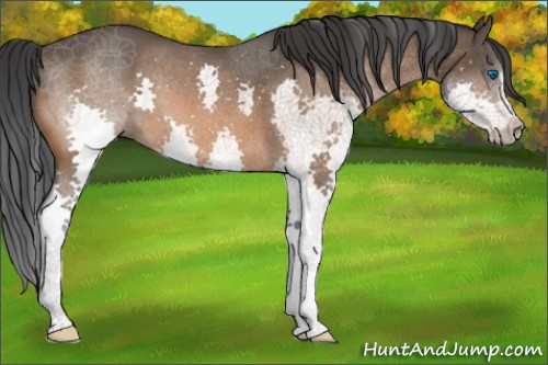 Horse Color:Brown Splash