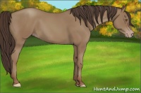 Horse Color:Classic Champagne 
