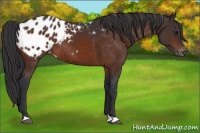 Horse Color:Brown Appaloosa
