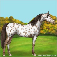 Horse Color:Classic Champagne Appaloosa 