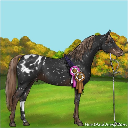 Horse Color:Liver Chestnut Appaloosa 