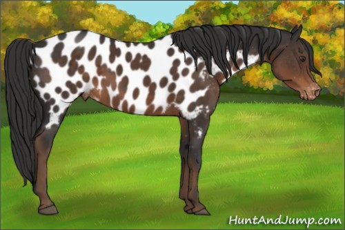Horse Color:Liver Chestnut Near Leopard 