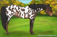 Horse Color:Liver Chestnut Near Leopard 