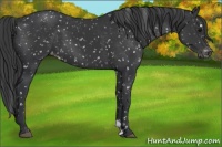 Horse Color:Black Appaloosa 