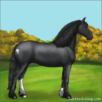 Horse Color:Black 