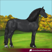 Horse Color:Black 
