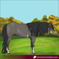 Horse Color:Grullo Sabino 
