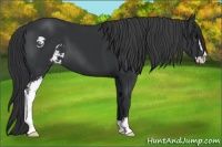 Horse Color:Black Sabino 