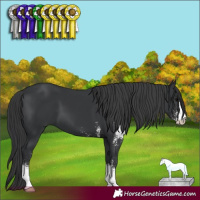 Horse Color:Black Sabino 